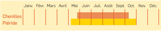 Tableau d'apparition des chenilles de la piéride de la rave - crédit Vetabio