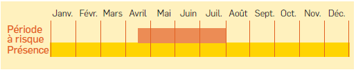 Tableau des périodes à risque pour l'altise du chou - crédit Vetabio