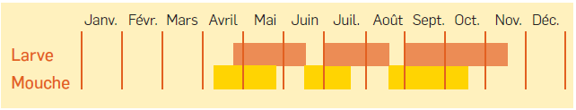 Tableau d'apparition des Larves de mouches - crédit Vetabio