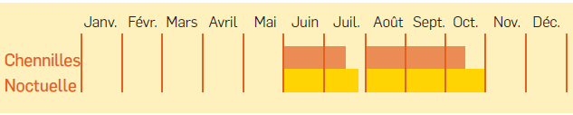 Tableau d'apparition des chenilles de la noctuelle du chou - crédit Vetabio