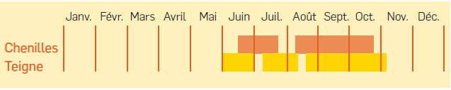 Tableau d'apparition des chenilles de la teigne des crucifères - crédit Vetabio