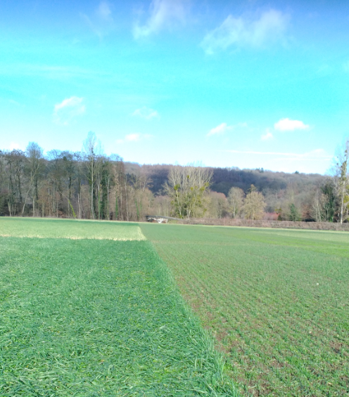 Champ céréales