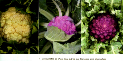 3 variétés différentes de choux