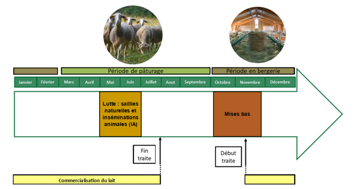 Cycle annuel des brebis laitières de race Lacaune - Crédit UPRA LACAUNE