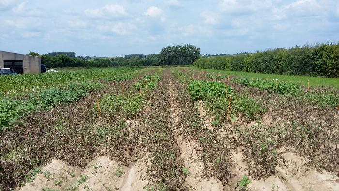 Impact du mildiou sur une culture de pomme de terre - crédit: V. César, CRA-W