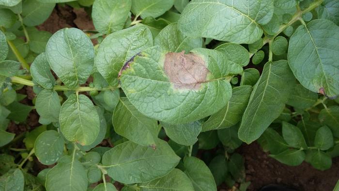 Symptôme de mildiou sur feuillage de pomme de terre - crédit: V. César, CRA-W