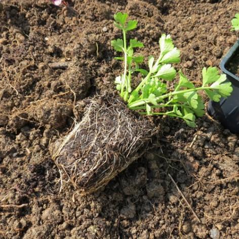 Plant de céleri cultivé en motte - Crédit Biowallonie