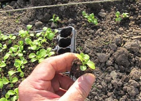 Plant de mâche au moment du repiquage en terre - crédit Biowallonie