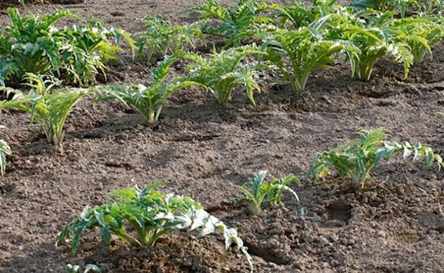 Rangs d'artichauts en pleine terre - Crédit Biowallonie