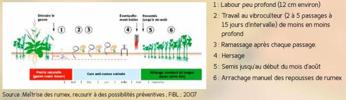 Rumex - schéma explicatif de la cure anti-rumex