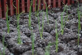 Vue rapprochée de plants d'oignon ciboule - crédit Biowallonie