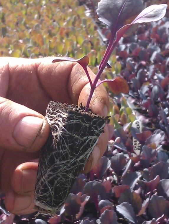 Plant de chou rouge avant repiquage - Crédit Biowallonie