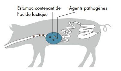 Schéma porcelets allaités ©FiBL