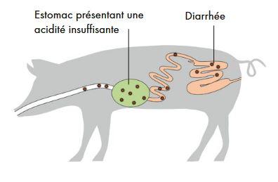 Schéma porcelets sevrés ©FiBL