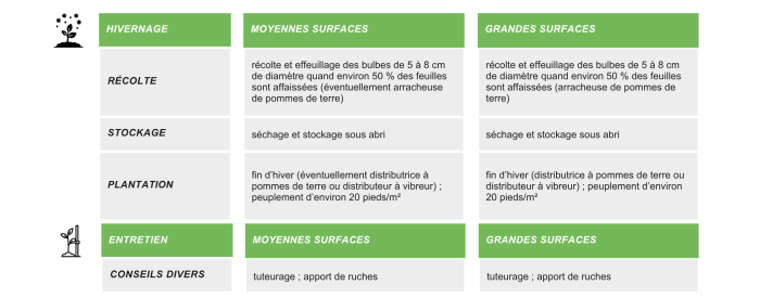 production-semences-oignon-commun