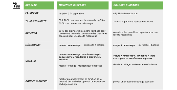 production-semences-oignon-commun