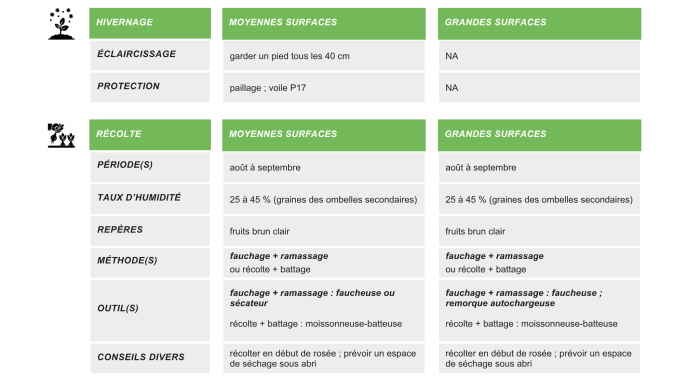production-semences-persil