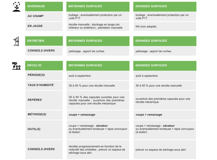 production-semences-poireau