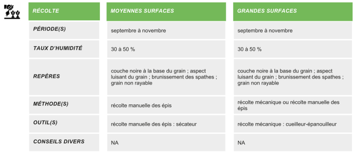 production-semences-mais-doux