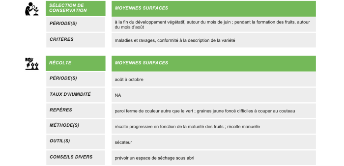 production-semences-poivron-piment